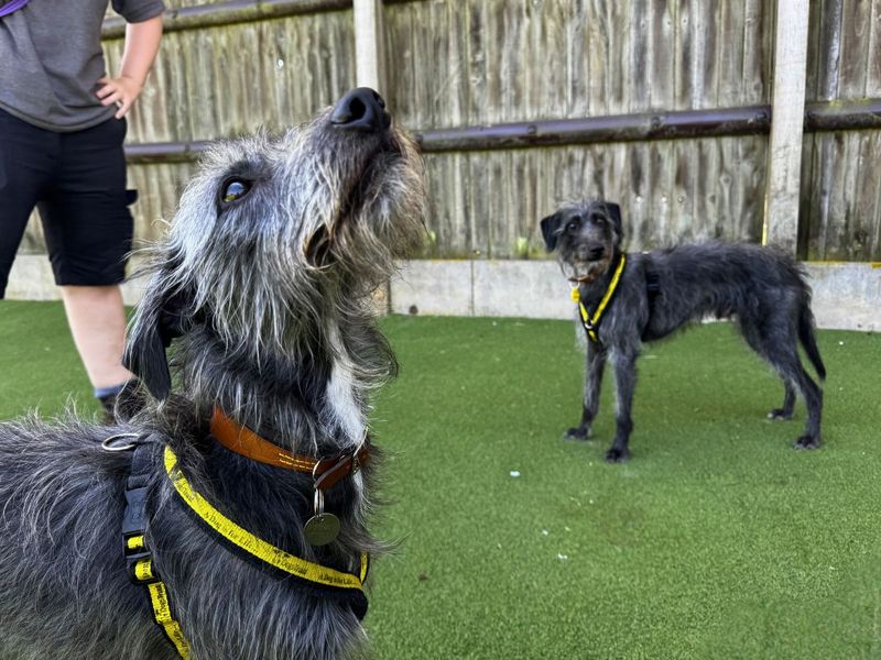 Paris | Terrier (Bedlington) Cross | Salisbury (Wiltshire) - 12