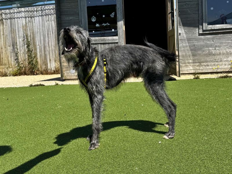 Paris | Terrier (Bedlington) Cross | Salisbury (Wiltshire) - 9