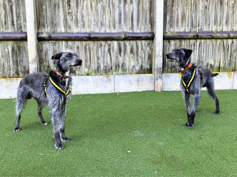 Paris | Terrier (Bedlington) Cross | Salisbury (Wiltshire) - 5