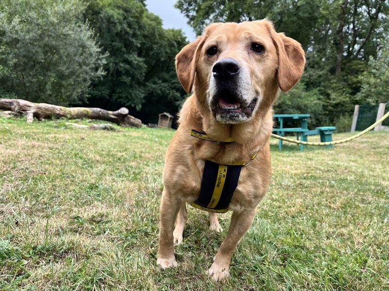 Goldie | Retriever (Labrador) Cross | Ilfracombe - 2