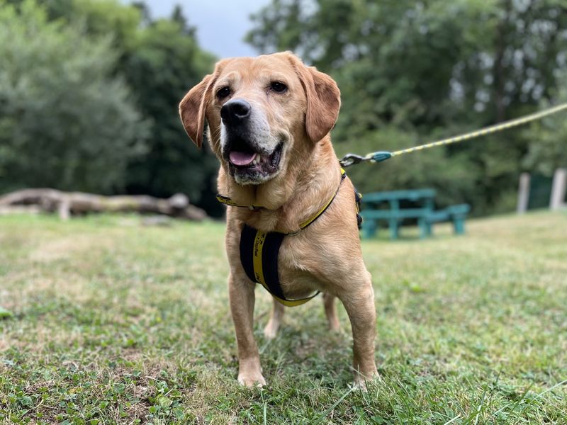 Goldie | Retriever (Labrador) Cross | Ilfracombe - 3
