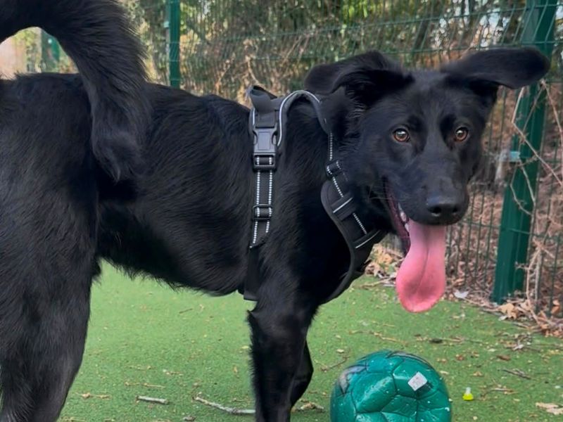 Shadow | German Shepherd Dog Cross | Shrewsbury (Shropshire) - 2