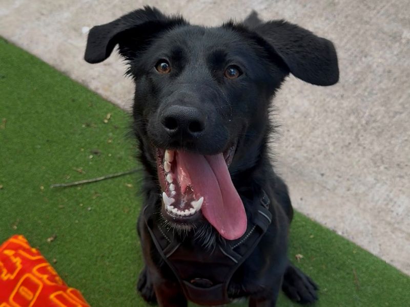 Shadow | German Shepherd Dog Cross | Shrewsbury (Shropshire) - 1