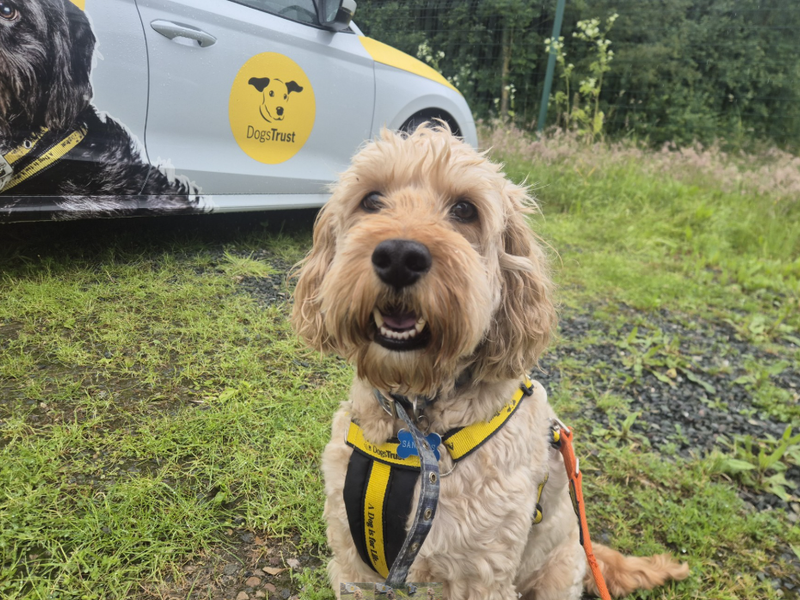 Poodle Dogs And Puppies For Adoption