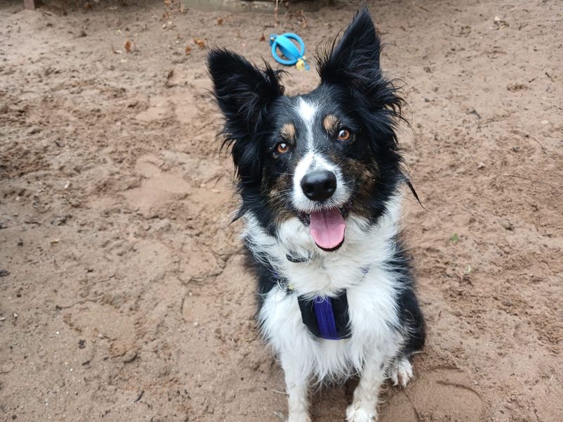 undefined | Collie (Border) | undefined - 2