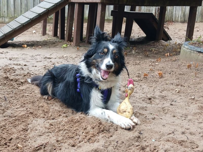 undefined | Collie (Border) | undefined - 3