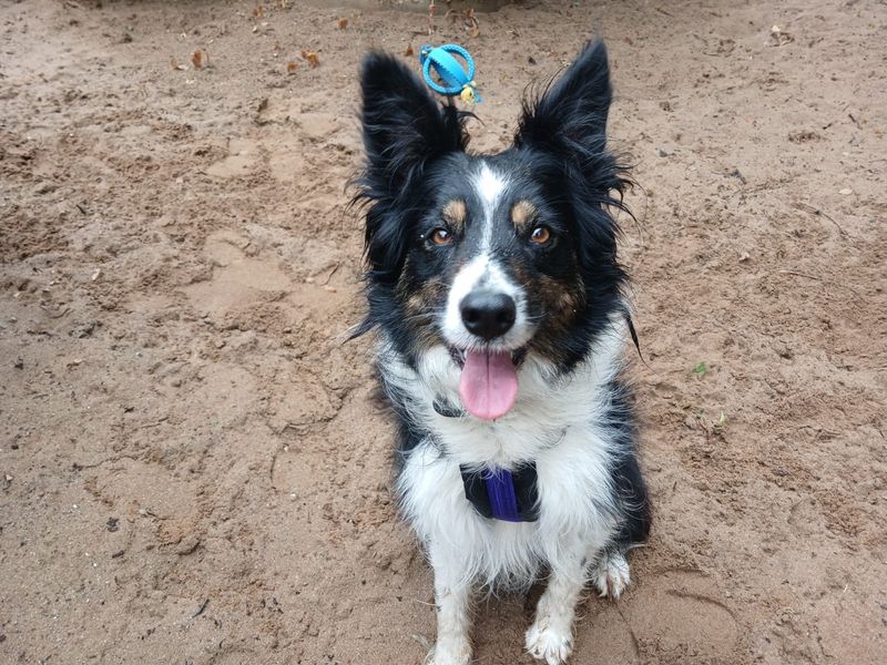 undefined | Collie (Border) | undefined - 4