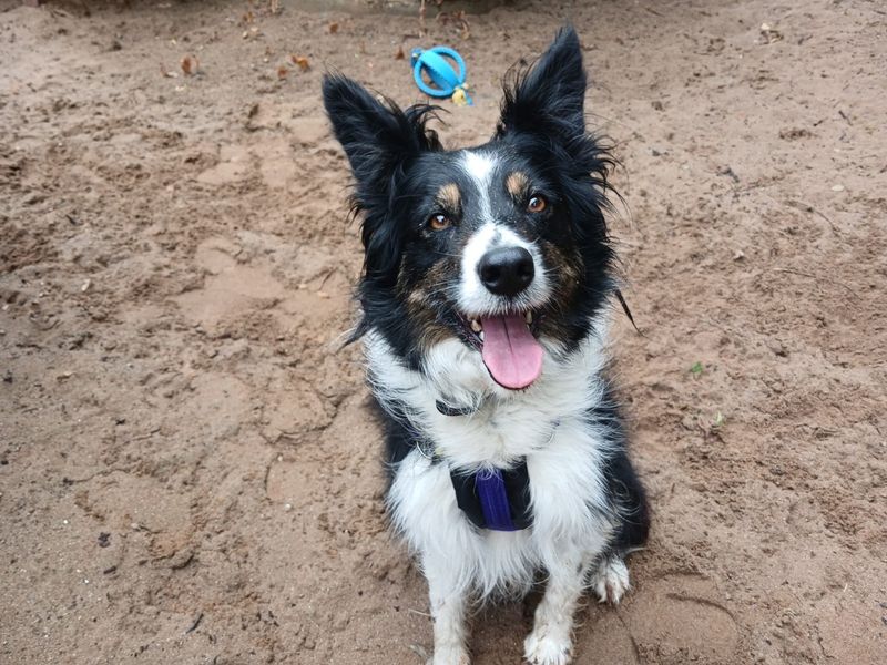 undefined | Collie (Border) | undefined - 1