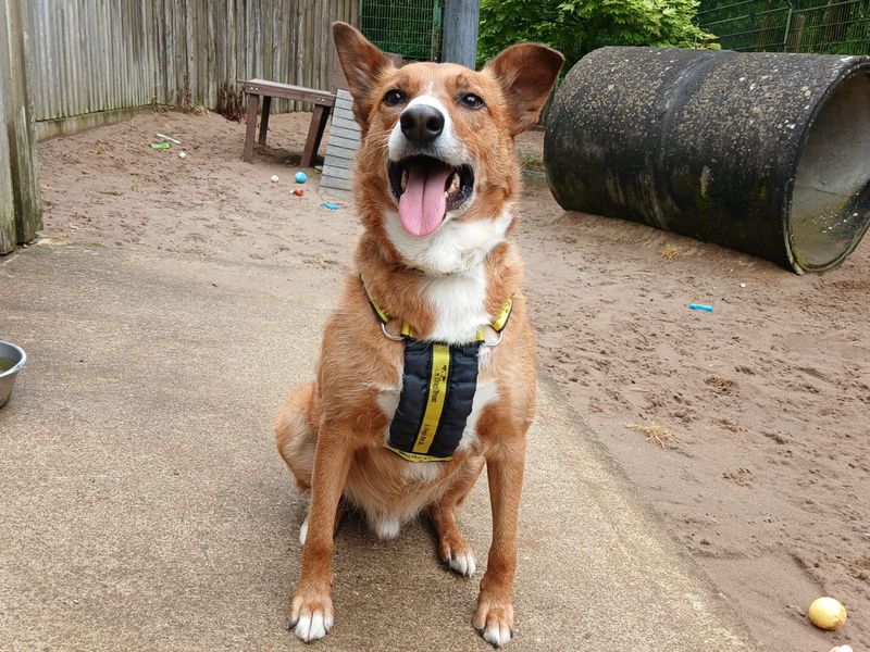 undefined | Collie (Welsh) | undefined - 2