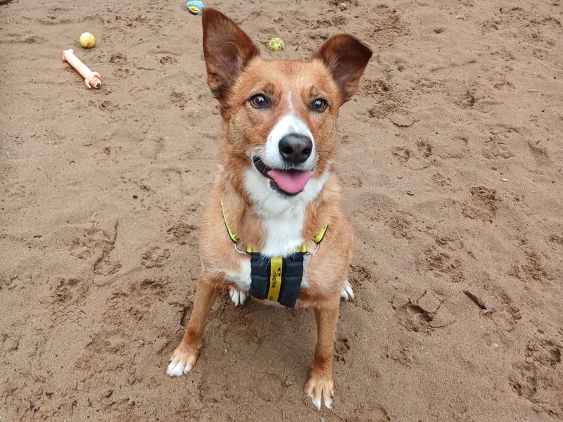 undefined | Collie (Welsh) | undefined - 5