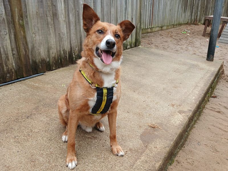 undefined | Collie (Welsh) | undefined - 1
