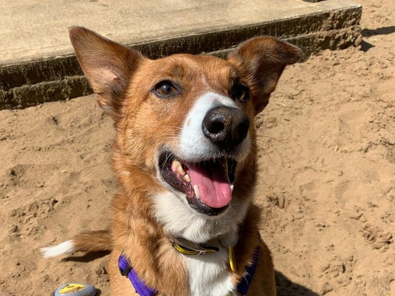 undefined | Collie (Welsh) | undefined - 3