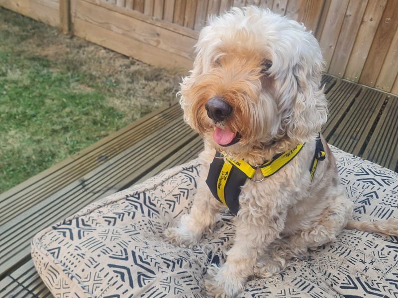 Poodle Dogs And Puppies For Adoption