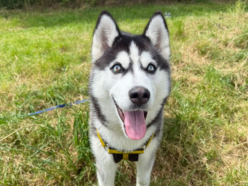 Siberian Husky Dogs And Puppies For Adoption