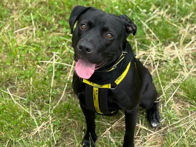 Sally | Retriever (Labrador) Cross | Shrewsbury (Shropshire) - 5