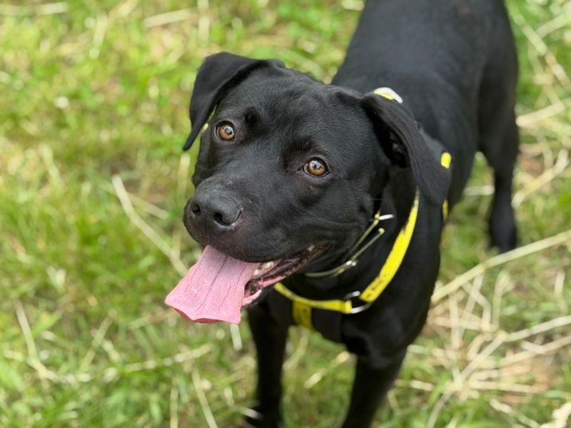 Sally | Retriever (Labrador) Cross | Shrewsbury (Shropshire) - 2