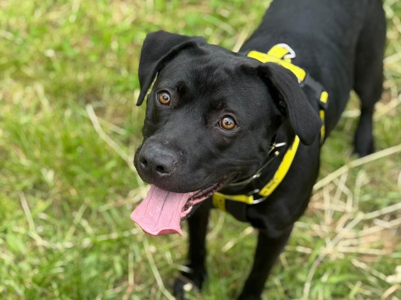 Sally | Retriever (Labrador) Cross | Shrewsbury (Shropshire) - 4
