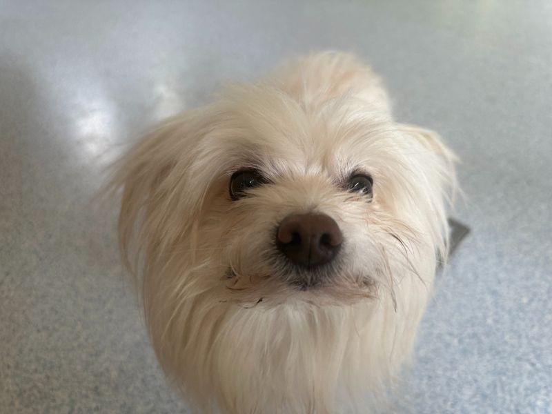 undefined | Bichon Frise Cross | undefined - 2