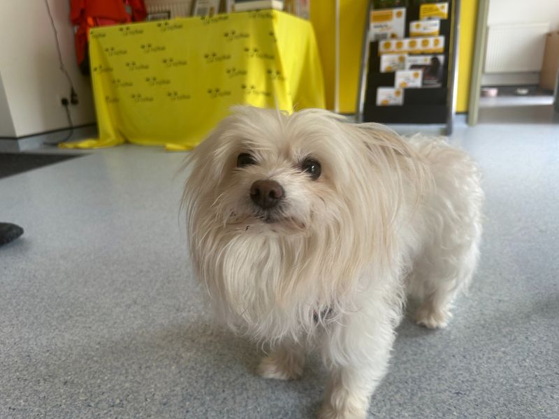 undefined | Bichon Frise Cross | undefined - 1