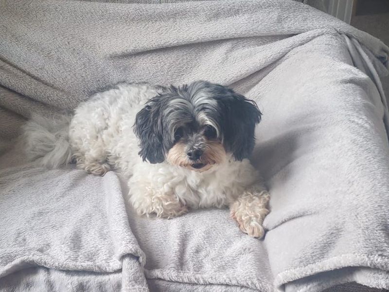 undefined | Bichon Frise Cross | undefined - 2
