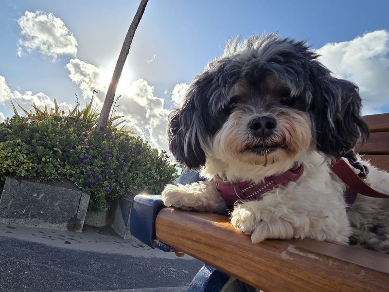 undefined | Bichon Frise Cross | undefined - 1