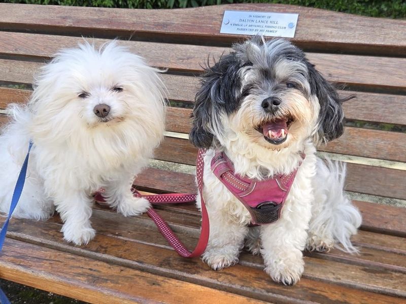 undefined | Bichon Frise Cross | undefined - 3