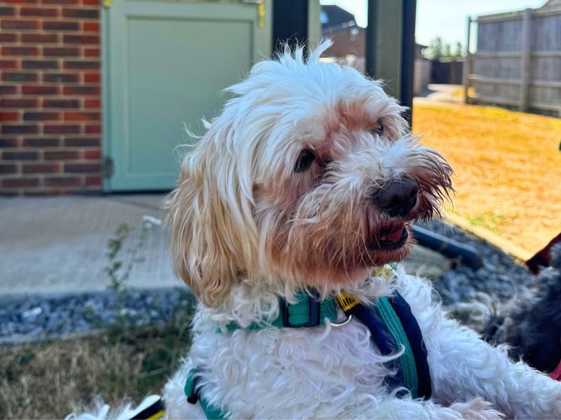 Shelley | Havanese | Salisbury (Wiltshire) - 3