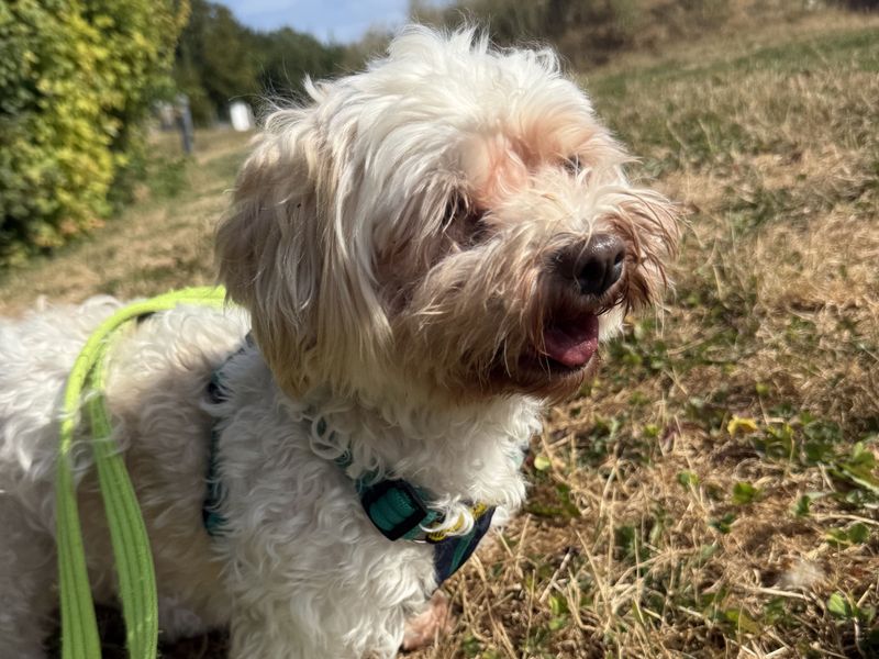 Shelley | Havanese | Salisbury (Wiltshire) - 2
