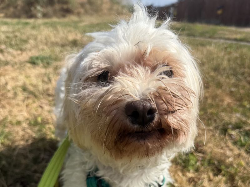 Shelley | Havanese | Salisbury (Wiltshire) - 1