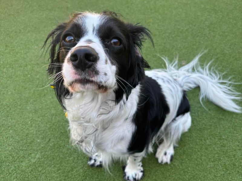 Buddy | Spaniel (Cocker) Cross | Evesham (Worcestershire) - 1