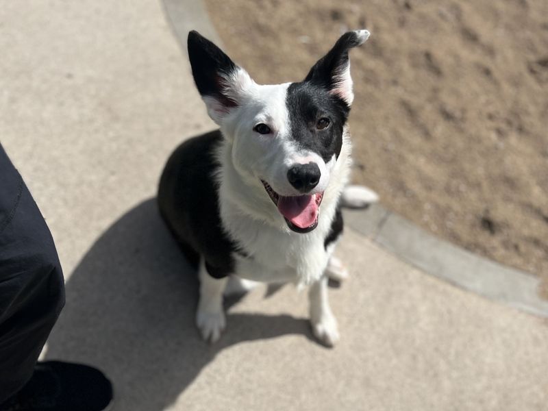 undefined | Collie (Smooth) | undefined - 3