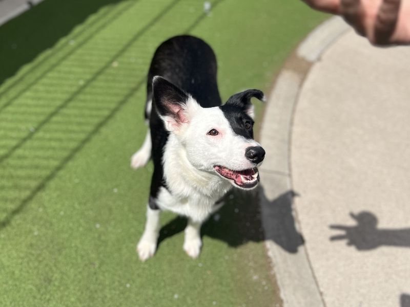 undefined | Collie (Smooth) | undefined - 2
