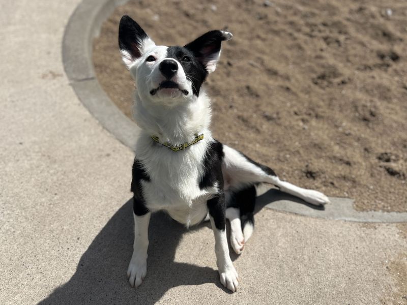 undefined | Collie (Smooth) | undefined - 1