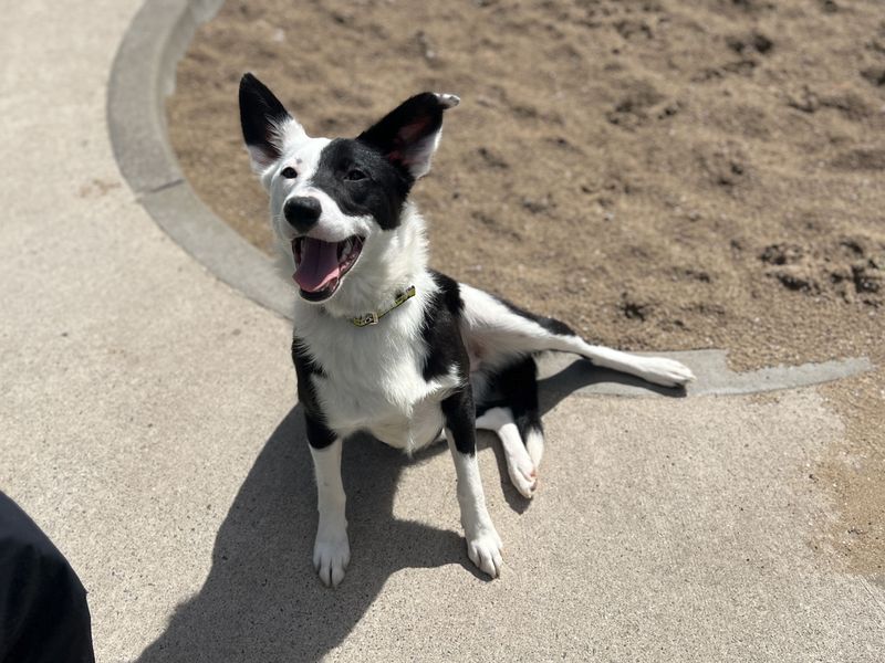 undefined | Collie (Smooth) | undefined - 4