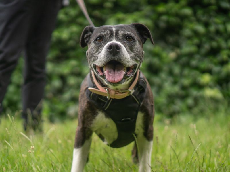 Sally - Image 2 of 3