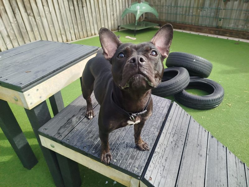 undefined | French Bulldog Cross | undefined - 2