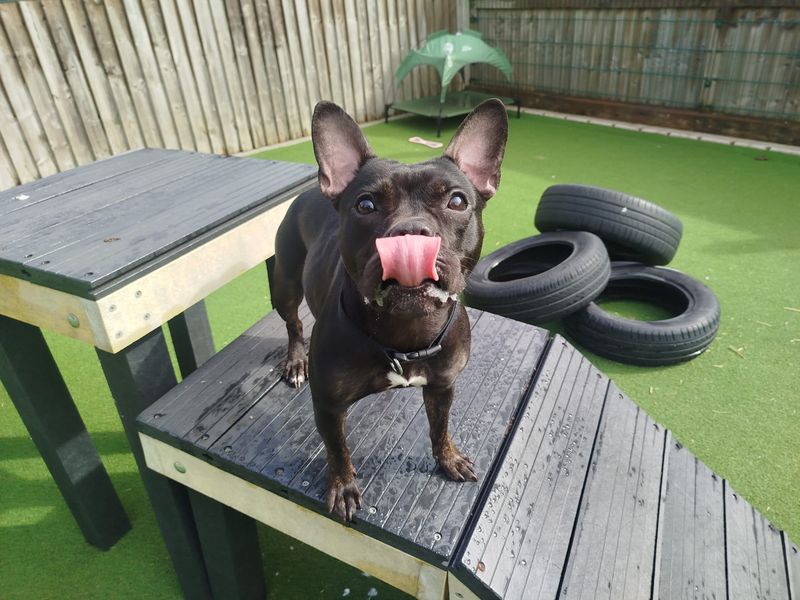 undefined | French Bulldog Cross | undefined - 3
