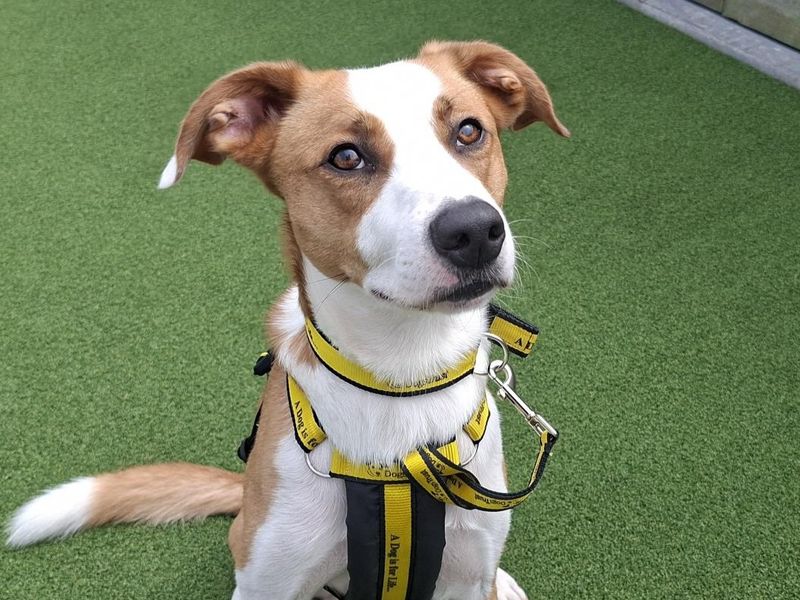Bailey | Boxer Cross | Ballymena (Northern Ireland) - 2