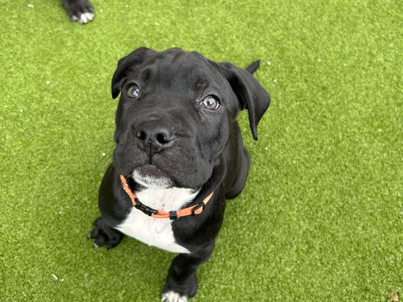 undefined | Mastiff Cross | undefined - 2