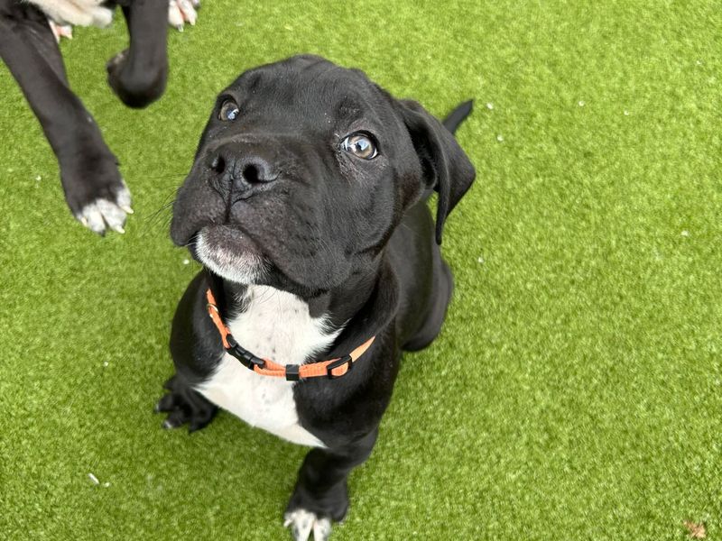 undefined | Mastiff Cross | undefined - 1