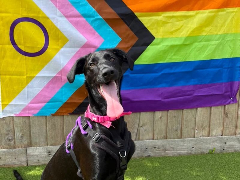 undefined | Deerhound Cross | undefined - 1