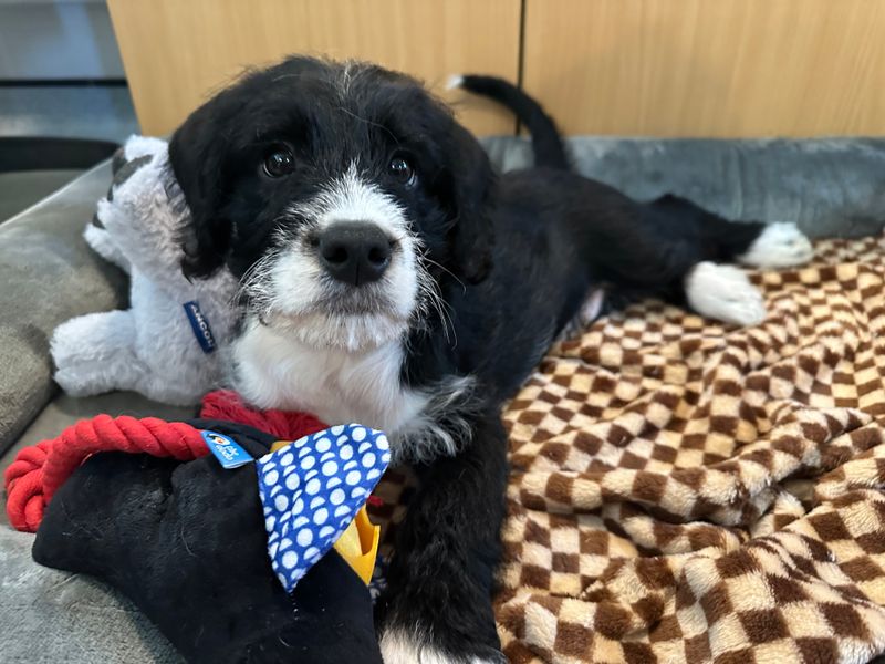 Poodle Dogs And Puppies For Adoption