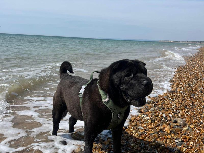 Holly | Shar Pei | Newbury (Berkshire) - 1