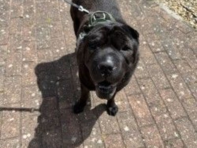 Holly | Shar Pei | Newbury (Berkshire) - 3