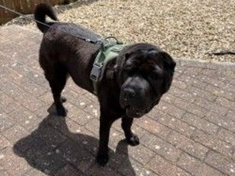 Holly | Shar Pei | Newbury (Berkshire) - 2