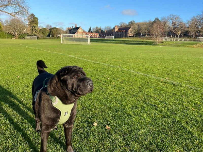 Holly | Shar Pei | Newbury (Berkshire) - 4