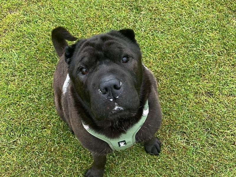 Holly | Shar Pei | Newbury (Berkshire) - 5