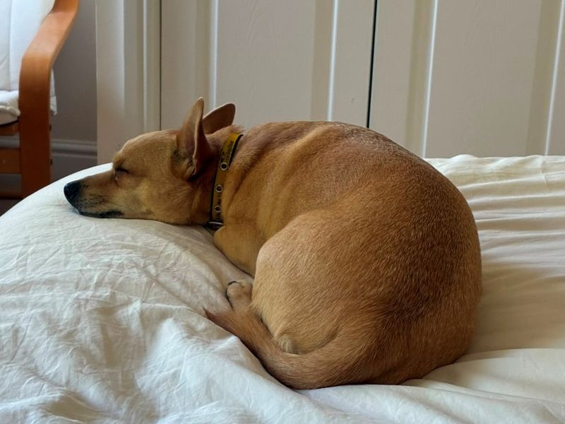 Sandy | Chihuahua (Smooth Coat) Cross | Shrewsbury (Shropshire) - 1