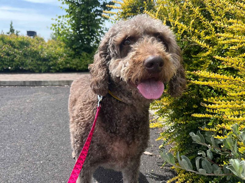 undefined | Poodle (Miniature) Cross | undefined - 2