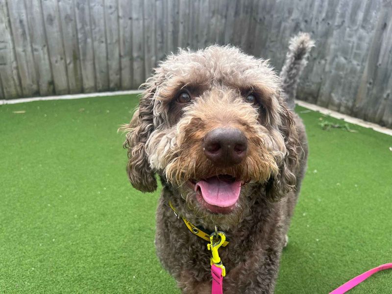 undefined | Poodle (Miniature) Cross | undefined - 4